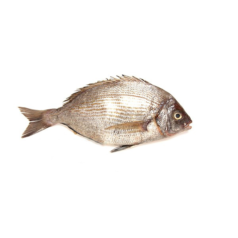 DORADE GRISE