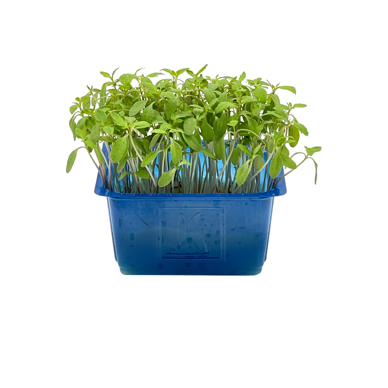 Aclla Cress "Koppert Cress"
