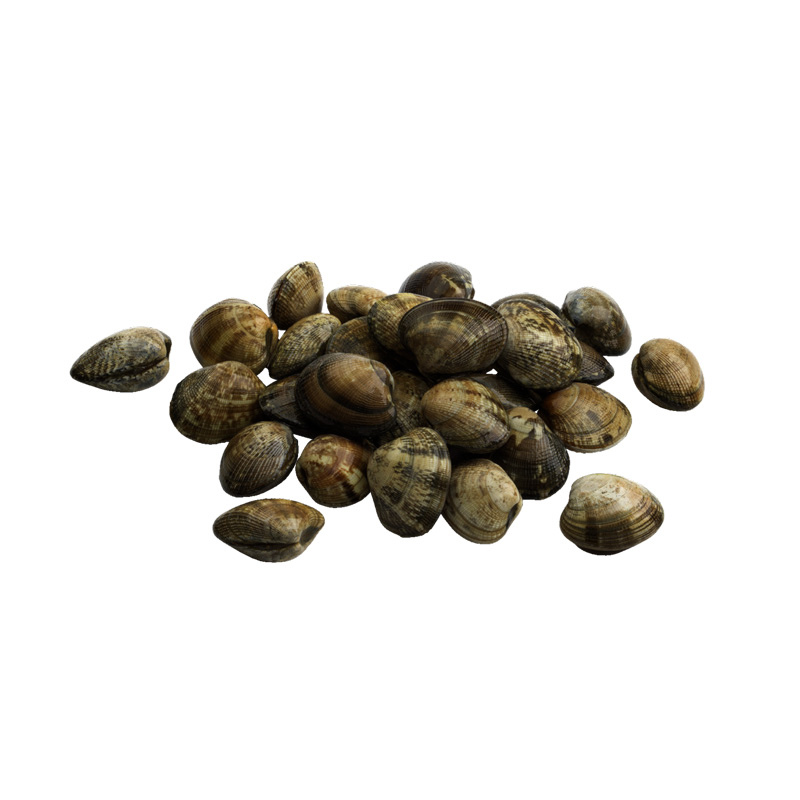 Vongole-veraci-Italien-IT-MD