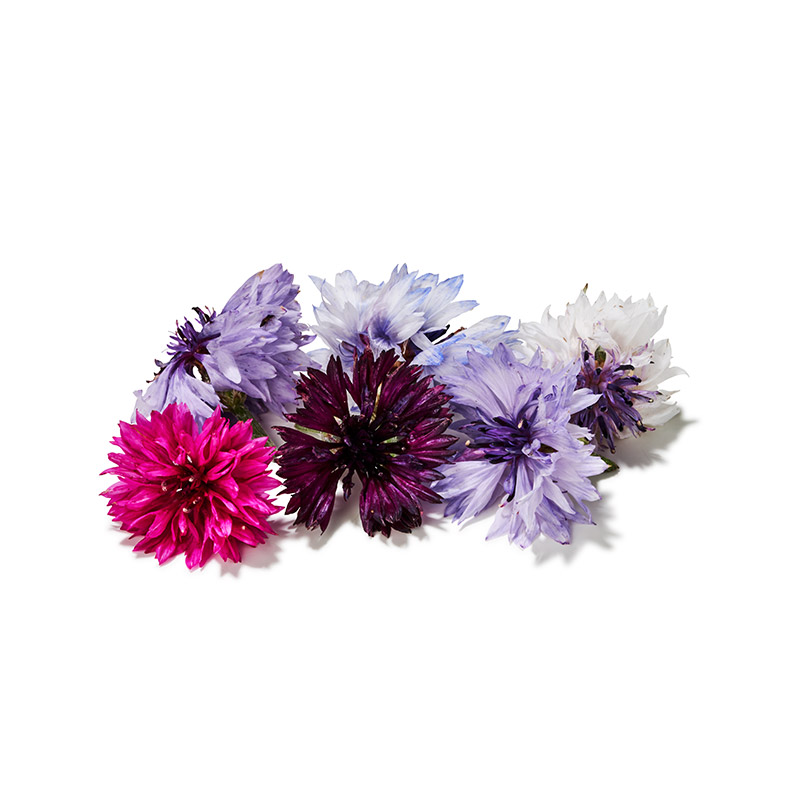 Kornblumen Mix frisch