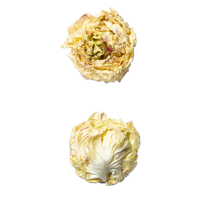 radicchio-di-castelfranco-MD