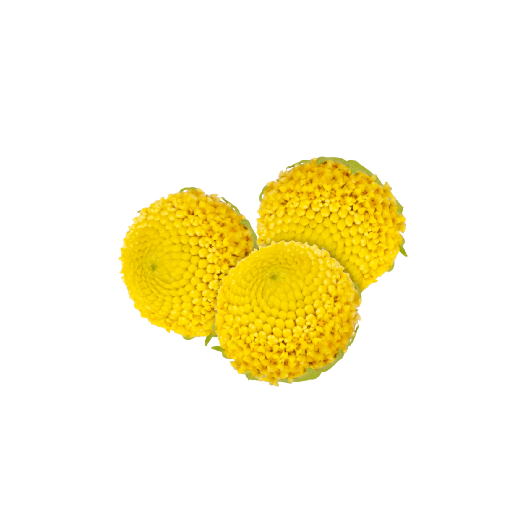 SechuanButtons