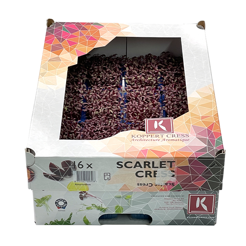 scarlettkresse-rot-own