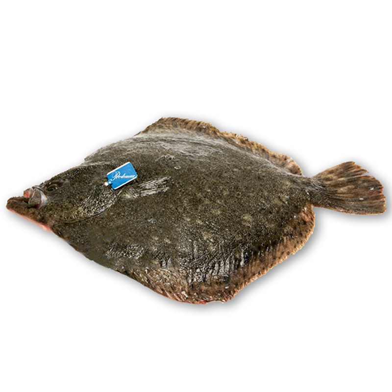 Steinbutt 2-3kg Aqua