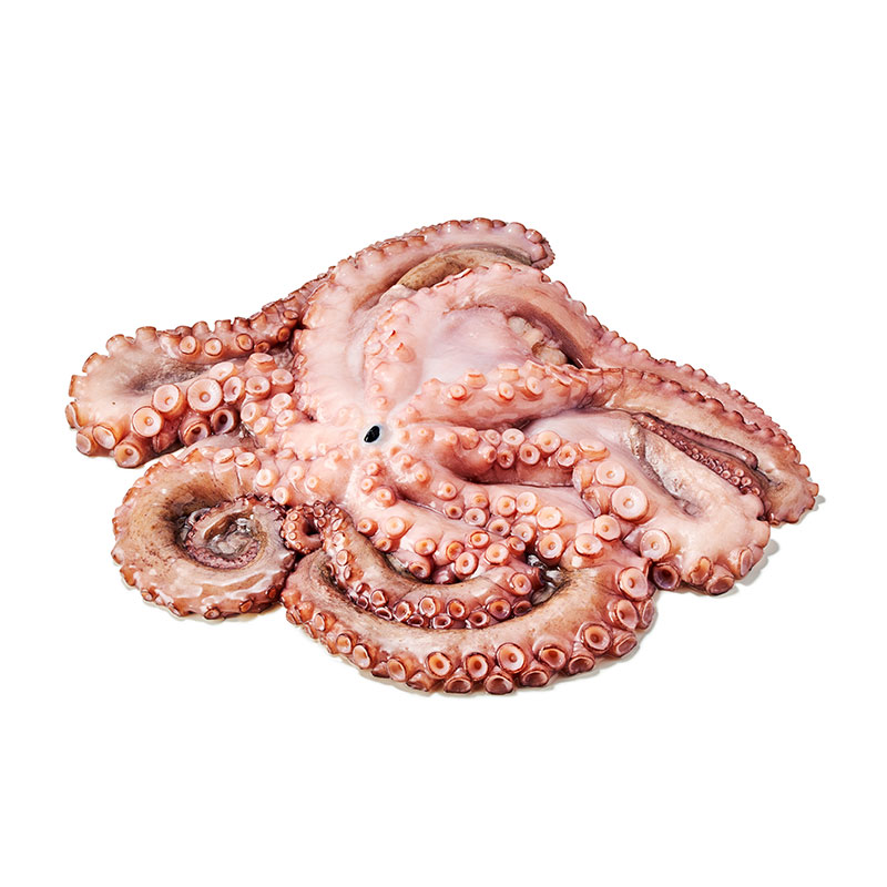 Pulpo
