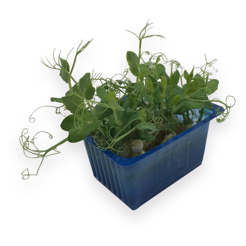 Koppert-Affilla-Cress