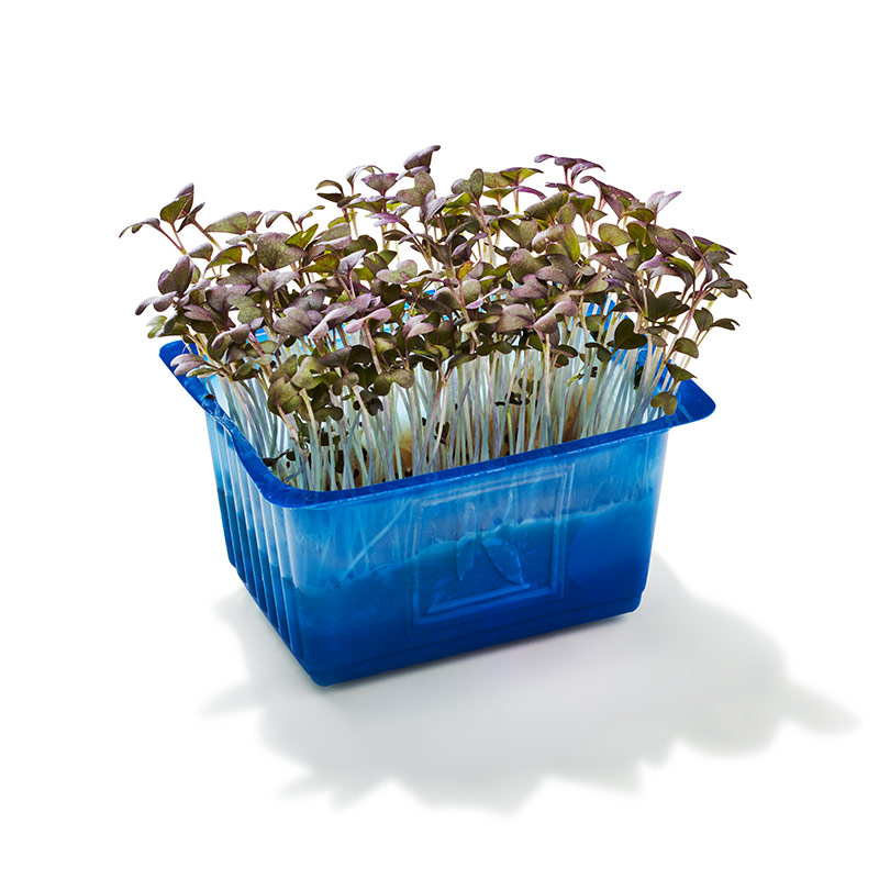 Koppert Kyona Mustard Cress