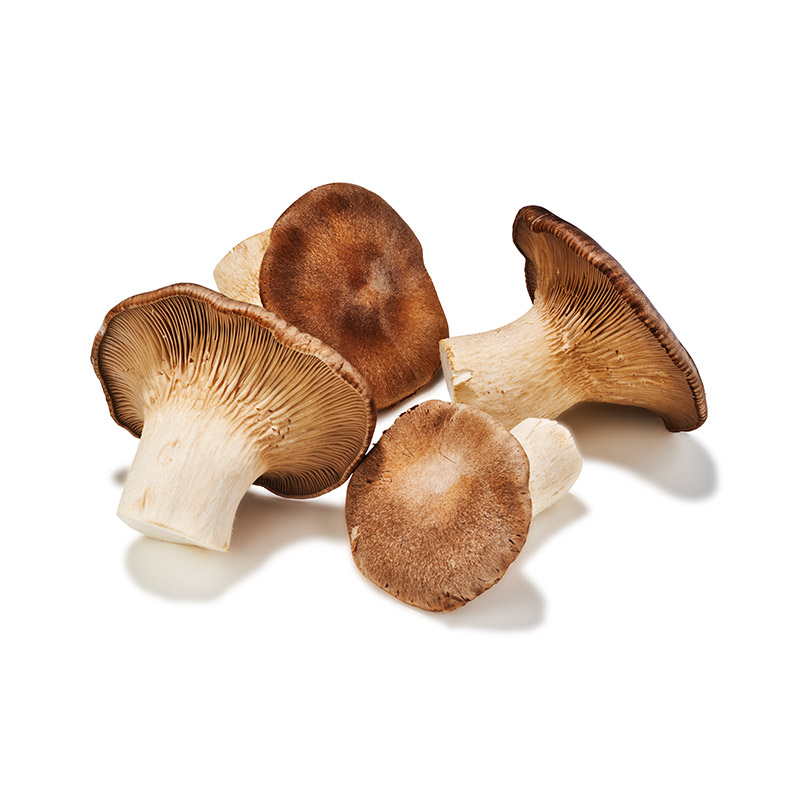 Cardoncello/Pleurote