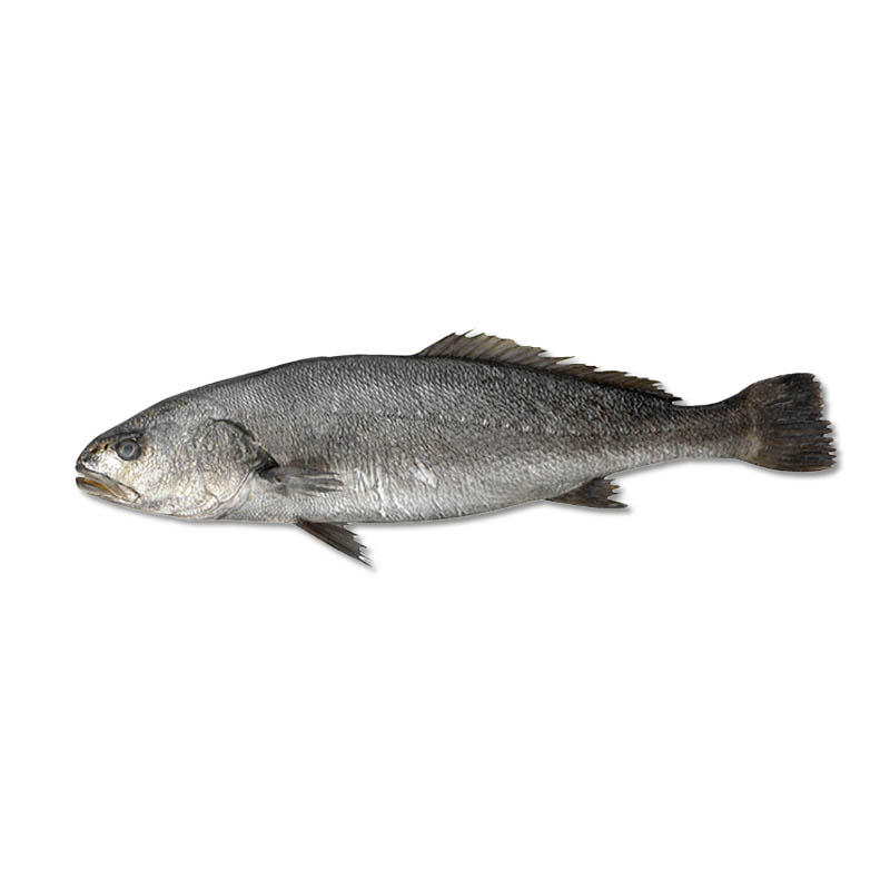 Adlerfisch Bocca d'oro | 16512
