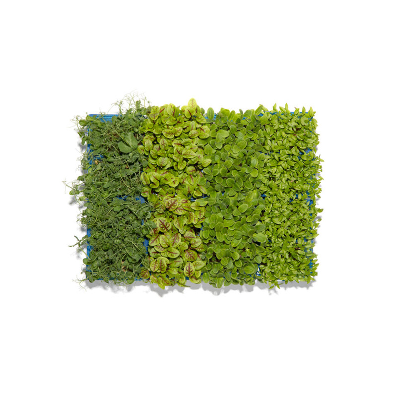 Koppert Spring Mix
