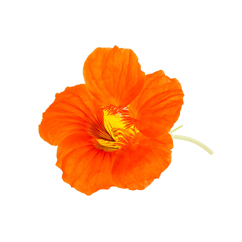Fleurs de capucine