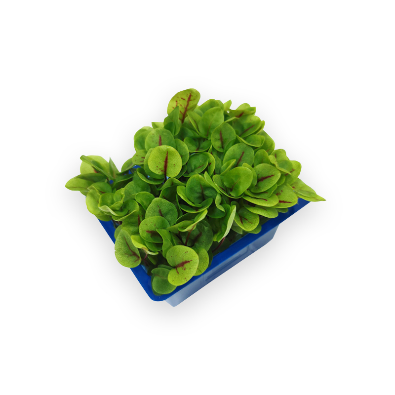 Koppert Vene Cress 16SchCrt   Blutampfer