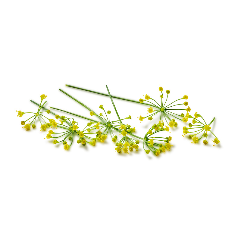 Dill Blüten PUUR Groenten