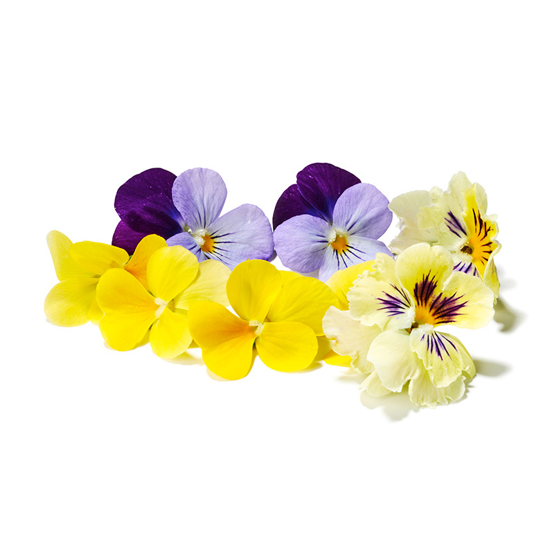 Veilchen Blüten