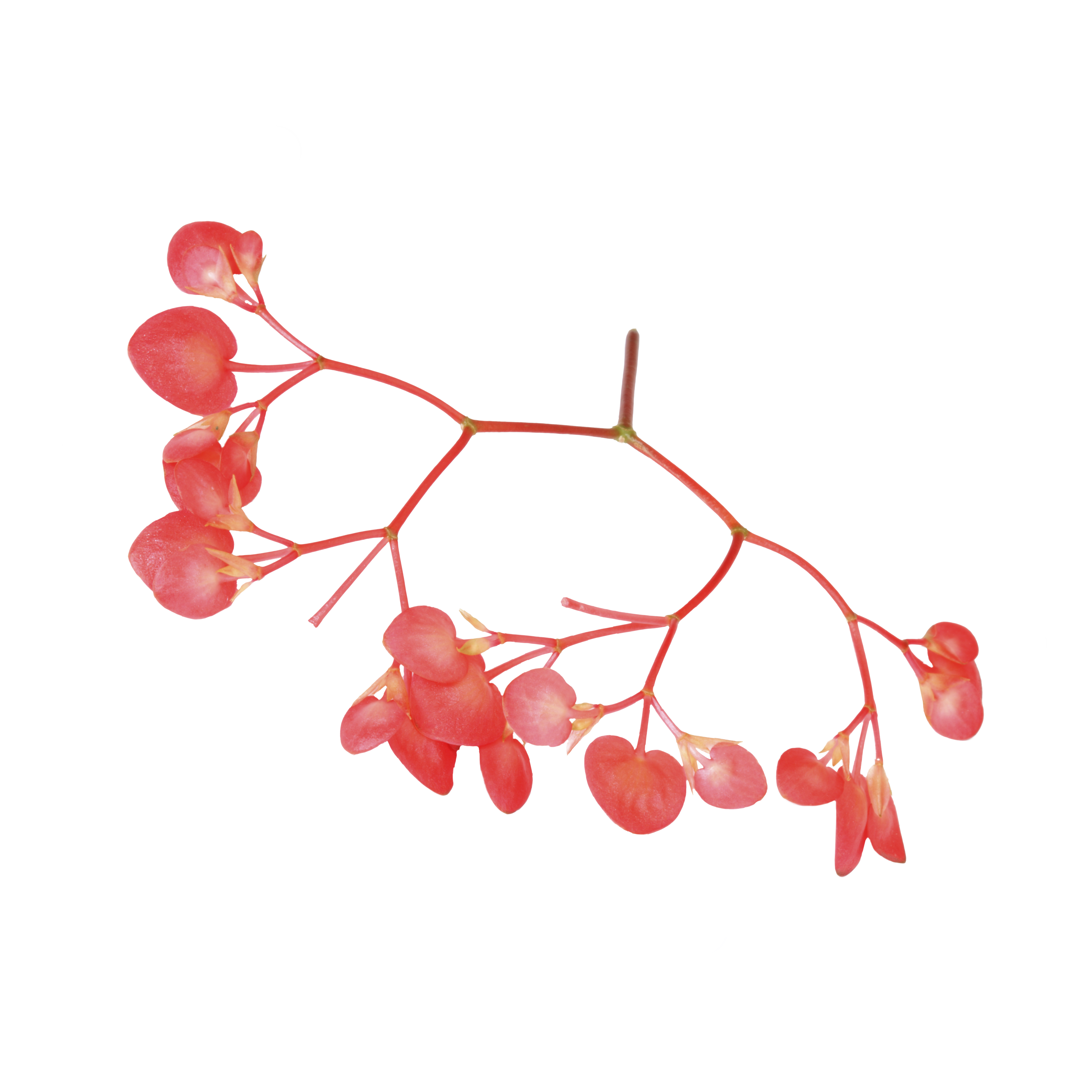 Apple Blossom "Koppert Cress"