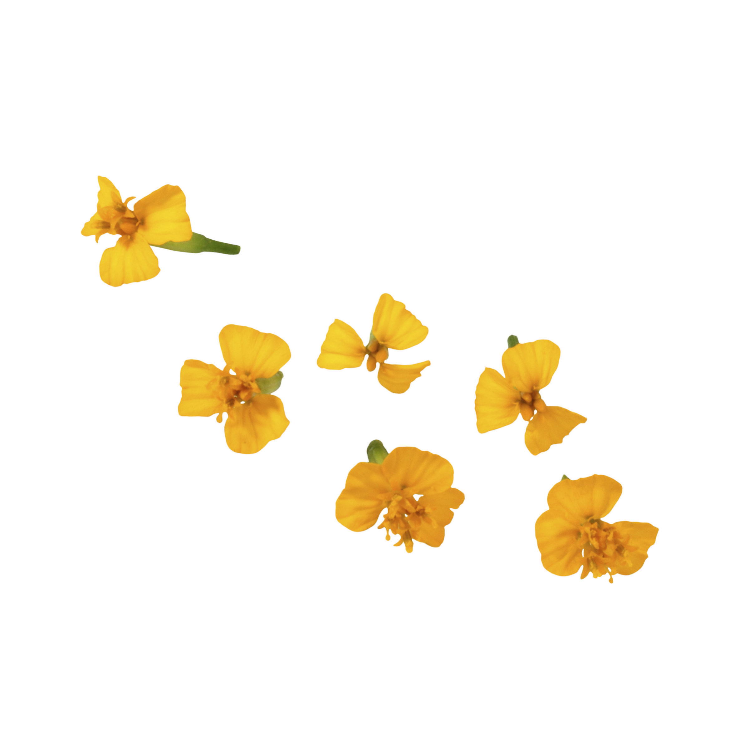 AniseBlossom