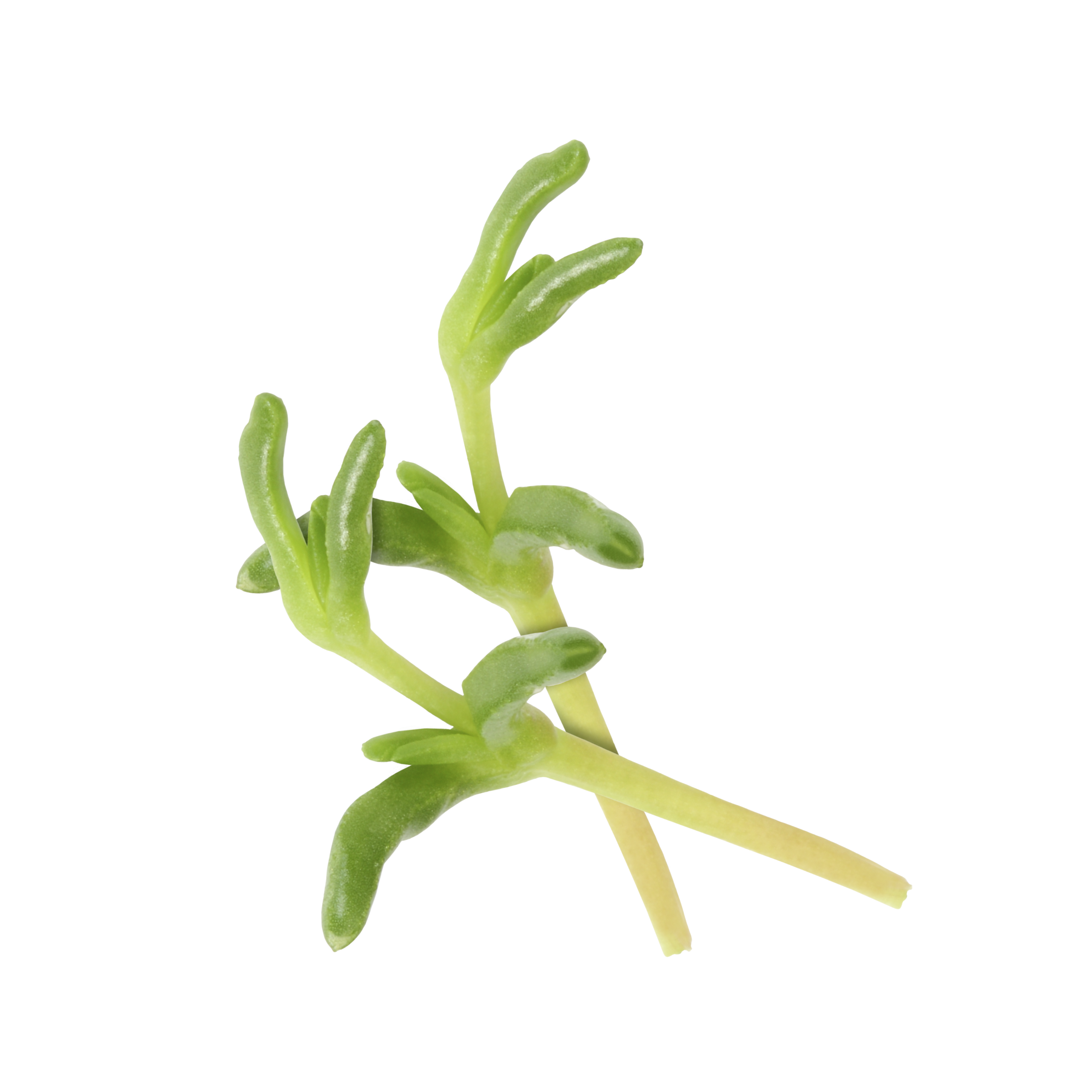 Salty Fingers Cress "Koppert Cress"