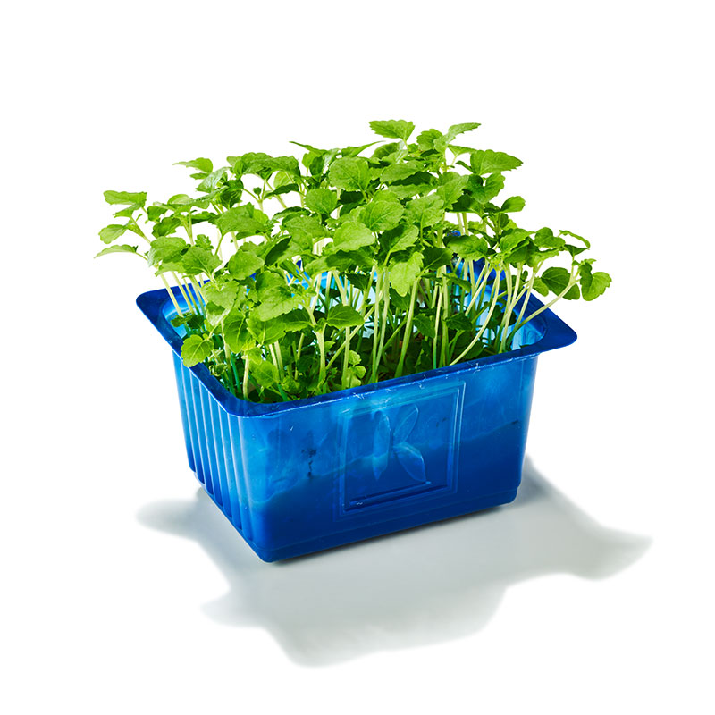 Melissa Cresson "Koppert Cress"