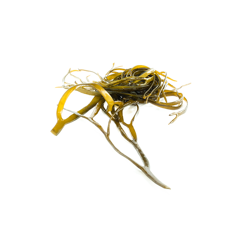 Algen Meeres Spaghetti