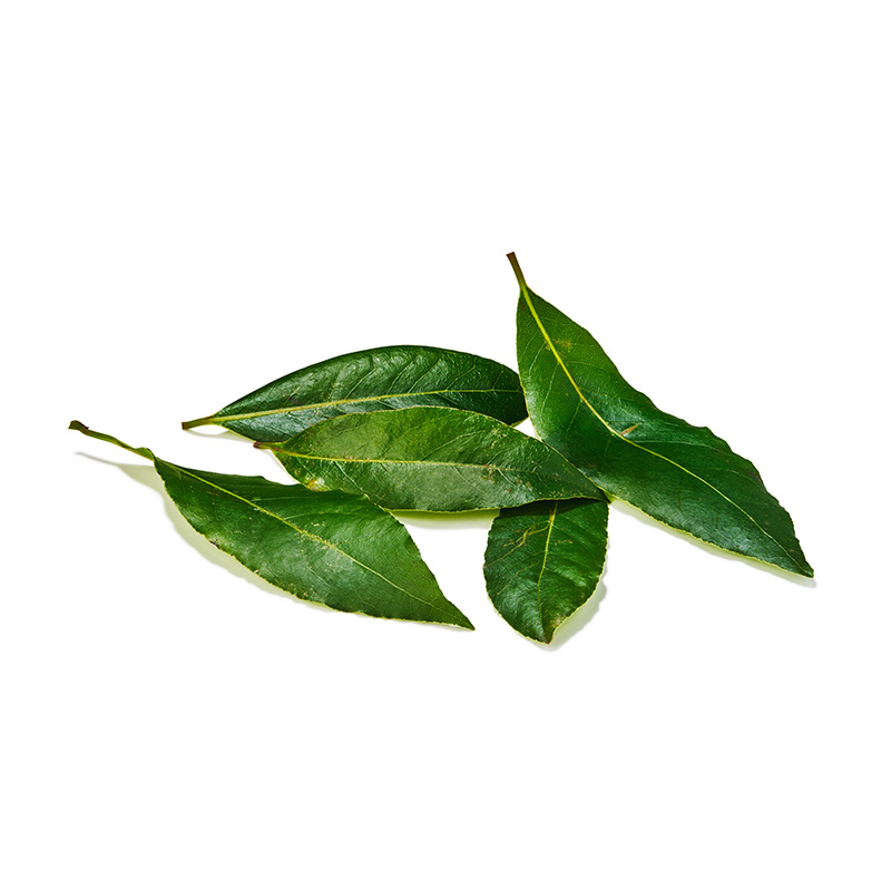 Lorbeerblätter frisch