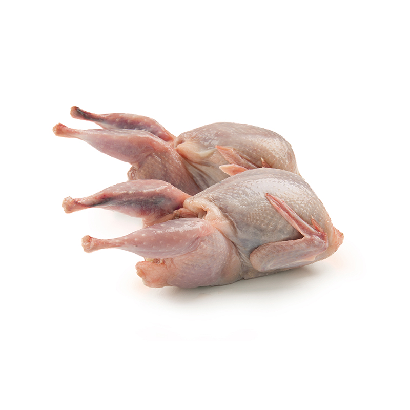 TK Wachtel pff Italien