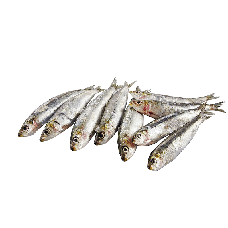 Sardinen-Sarda Mittelmeer