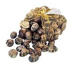 VONGOLE VERACI VENUSMUSCHELN