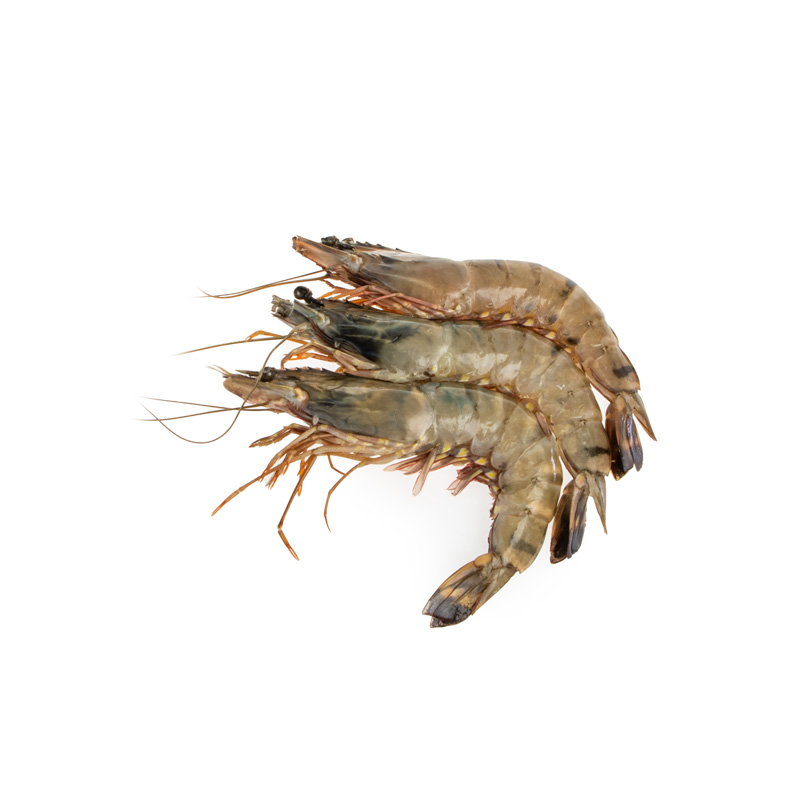 ASC Blacktiger ganz ASC Blacktiger ganz