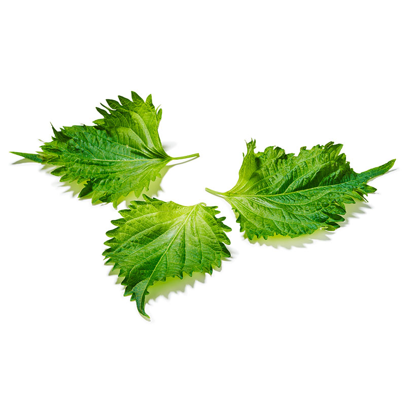 Shiso feuilles vertes "Koppert Cress"