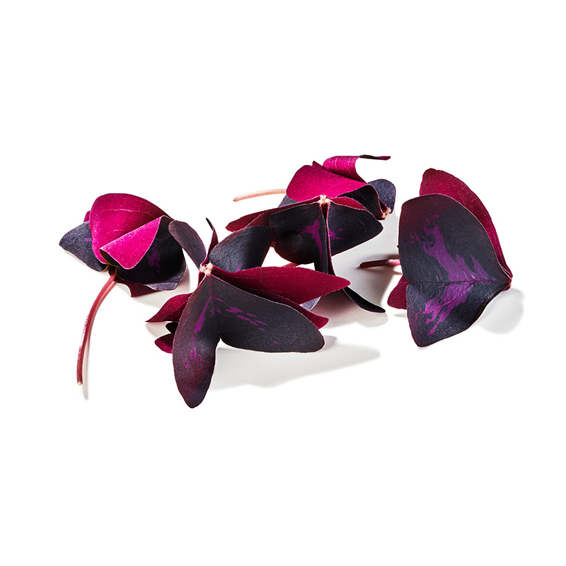 Yka Leaves "Koppert Cress"