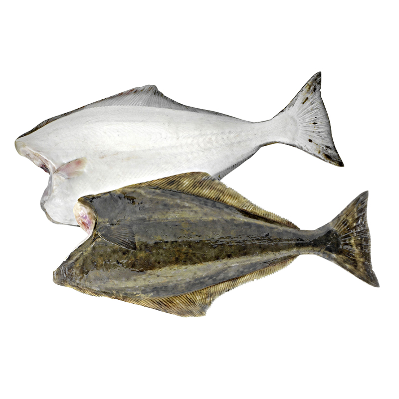 HEILBUTT WEISS OHNE KOPF