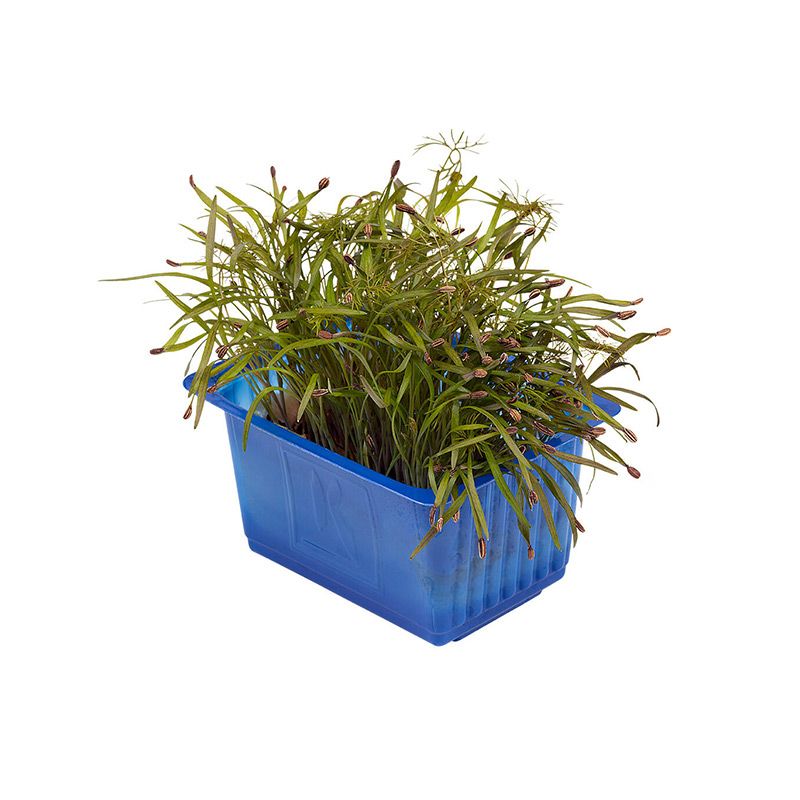Koppert Olympia Cress