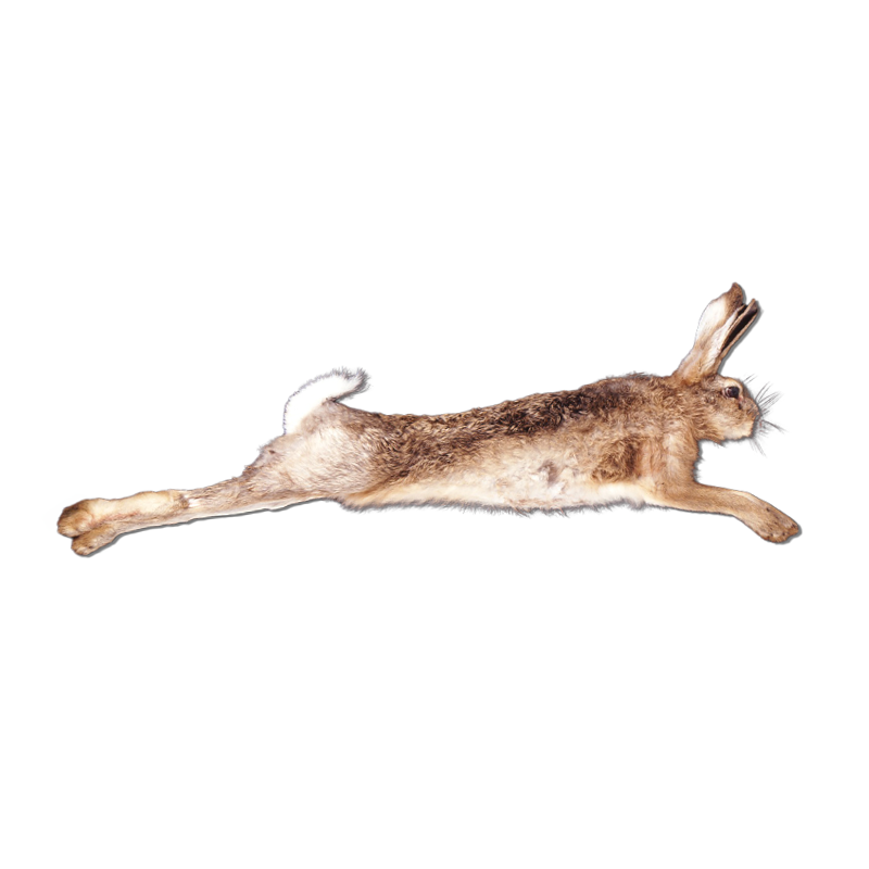 Wildhase-im-Fell-mit-Kopf-RE-OWM