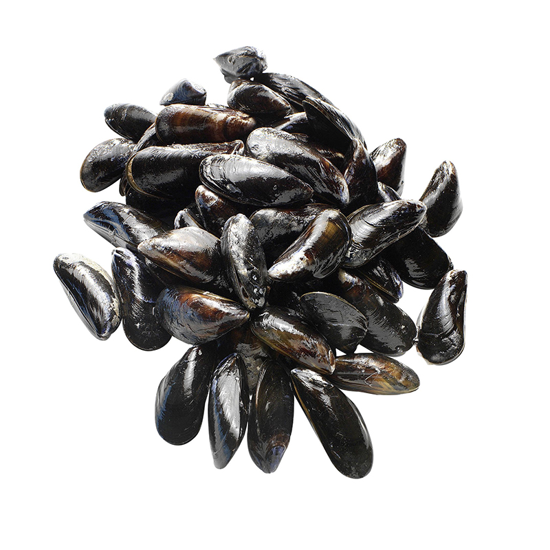 Muscheln extra 65-75 Stkkg     2kgPck NL