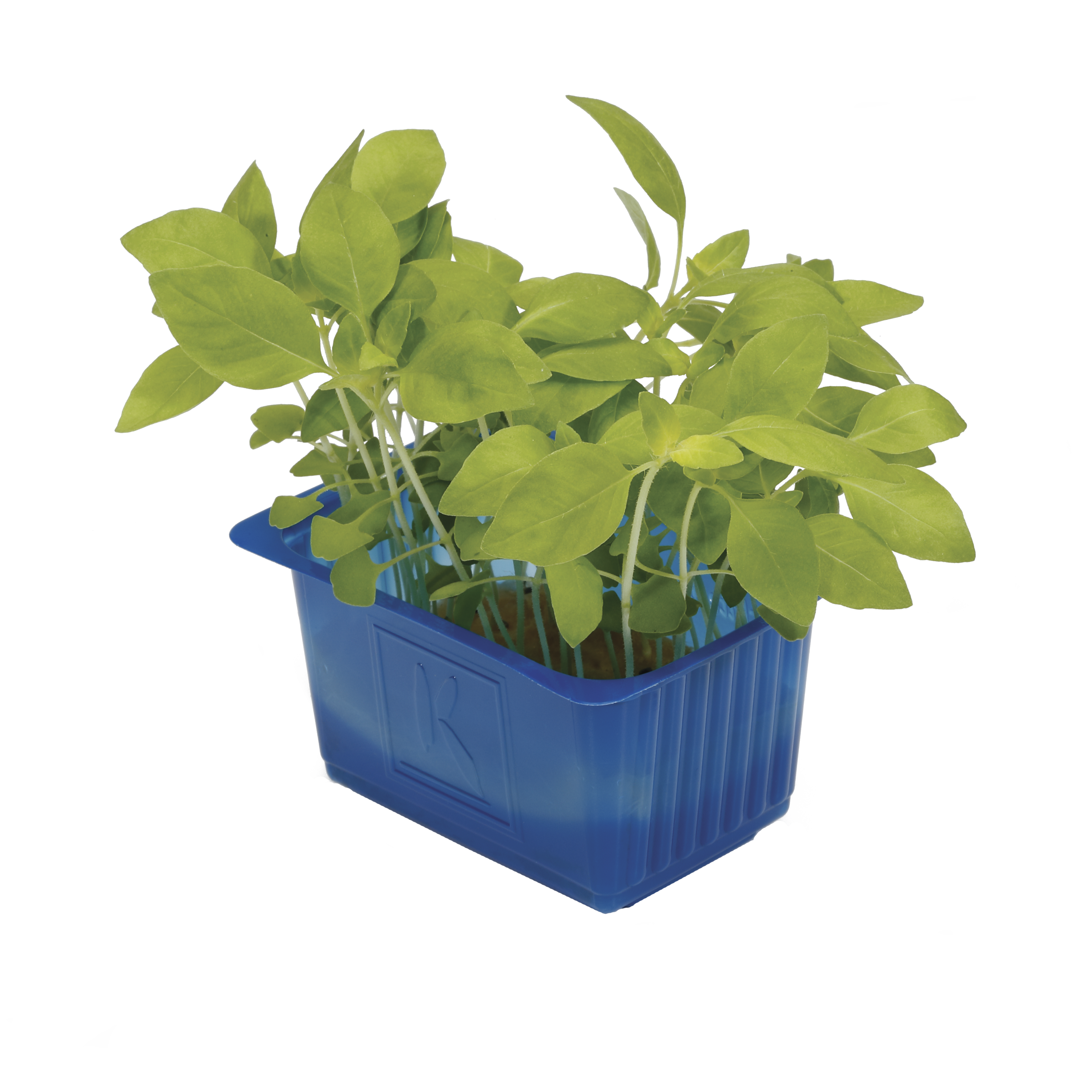 Limonenkresse "Koppert Cress"