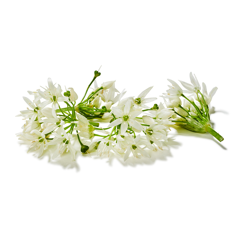 Fleurs d'ail des ours