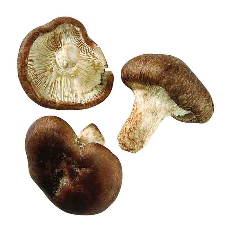 Shiitake