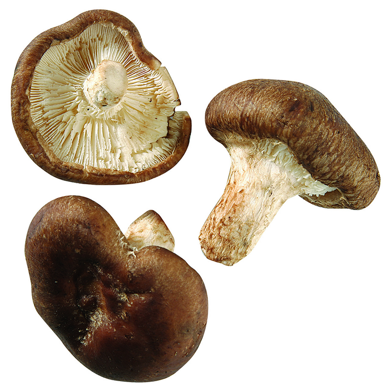 Shiitake