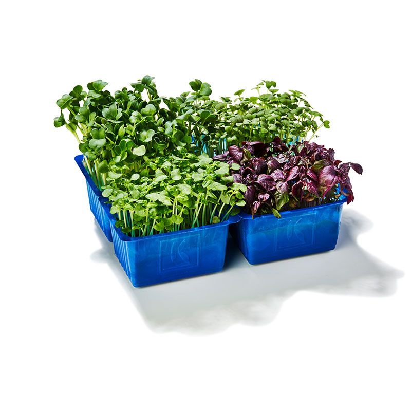 Shiso Mix 4 sortes "Koppert Cress"