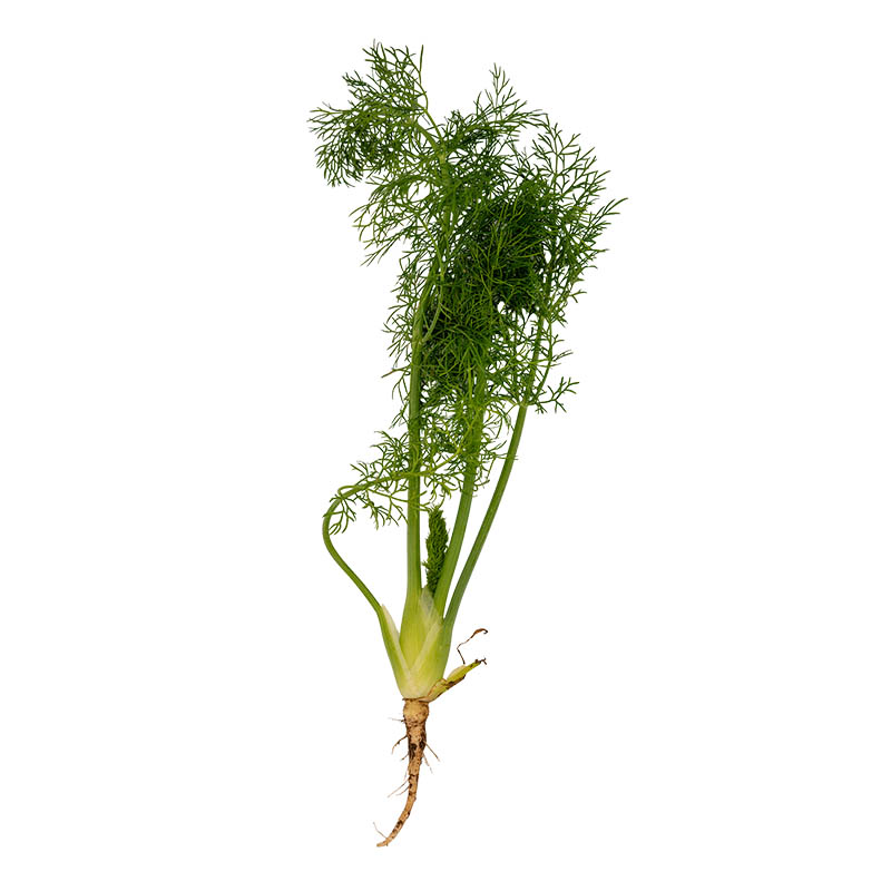 Wilder Baby Fenchel