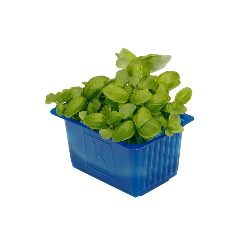 Basilikum Cress "Koppert Cress"