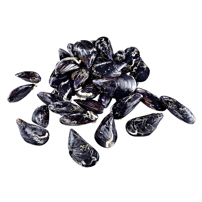 Moules bouchot AOP St. Michel