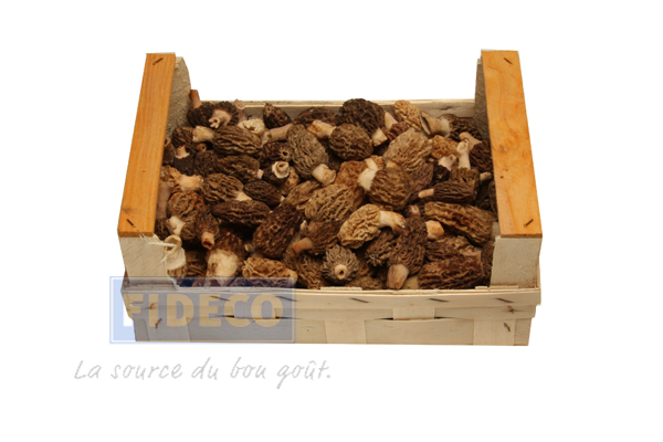 Morilles fraîches