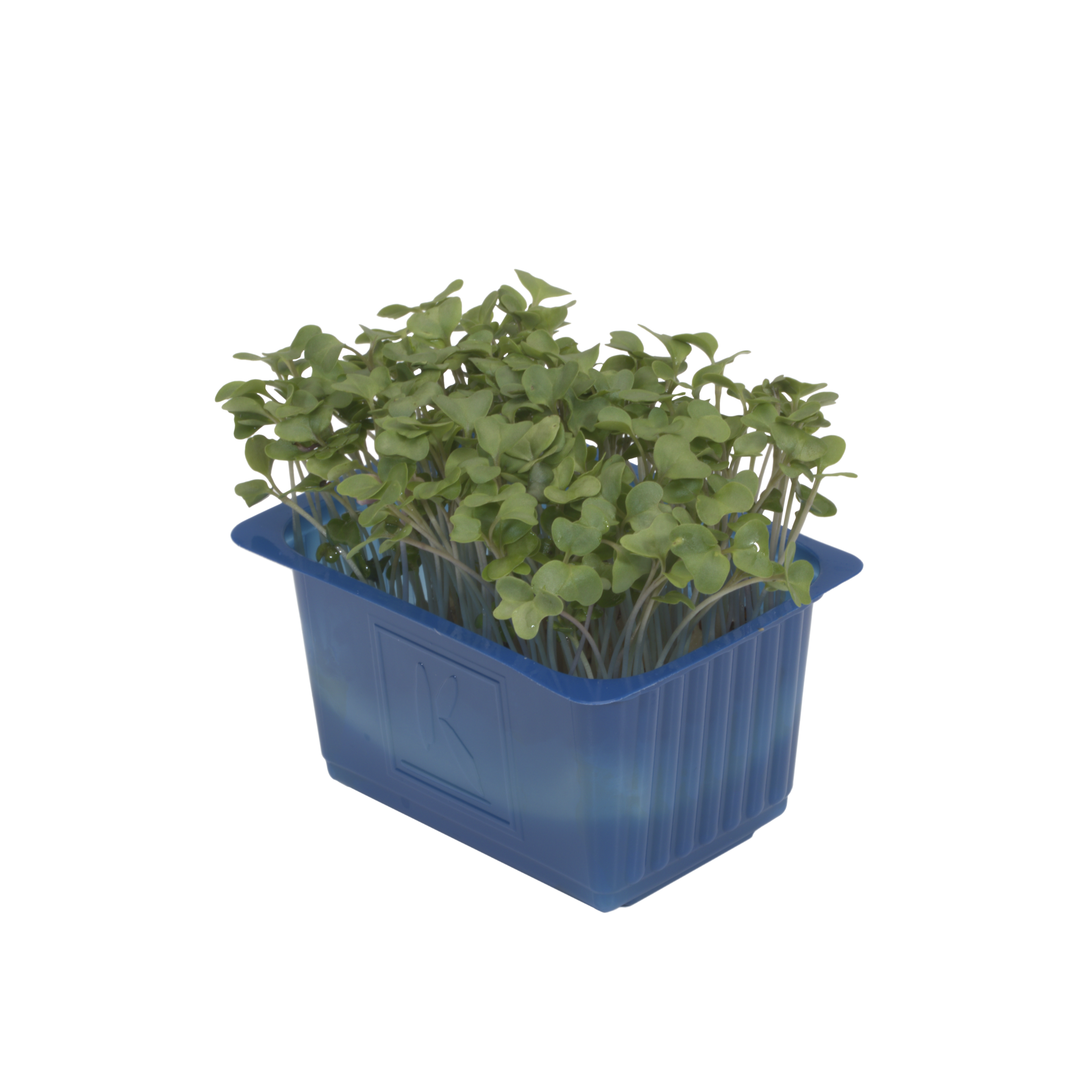 Brokkoli-Kresse (Brocco Cress) "Koppert Cress"