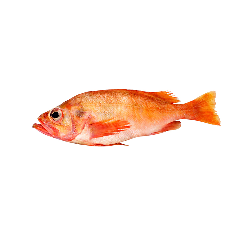 ROTBARSCH