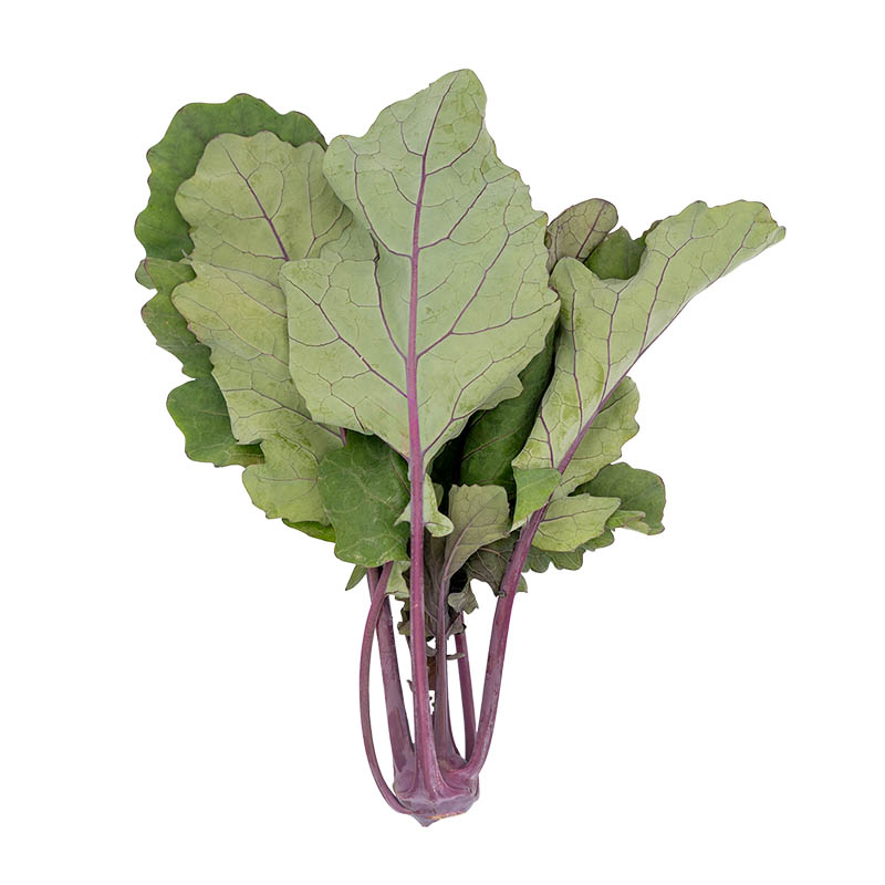Wilde Mini Kohlrabi