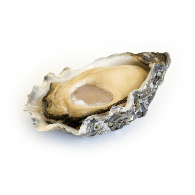 Mini Auster Baby Kys N°5