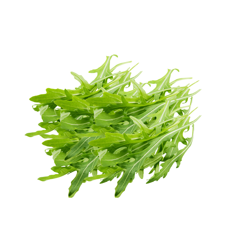 Rucola-lose-MD-