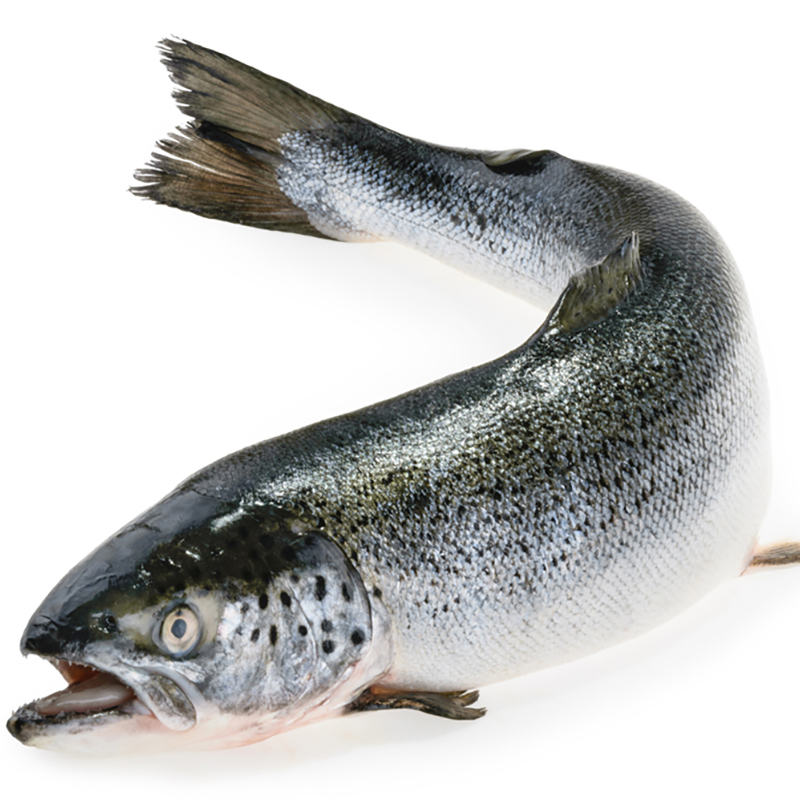 LACHS SUPERIOR