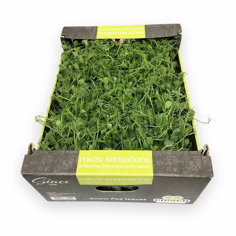 Snow pea cress  Kefenkresse   18 SchKi N